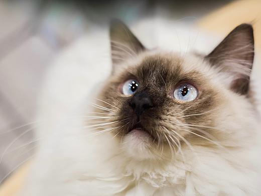 猫咪王国的可爱喵们