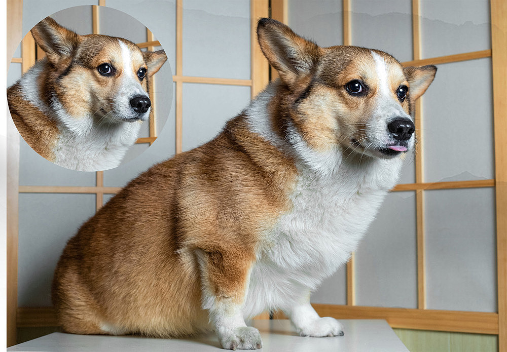 柯基可骑四岁生日纪念照片（图ZMTk5OTE0ODUy） - 宠物摄影 - 站酷设计师佳佳与可骑原创素材 - 站酷ZCOOL
