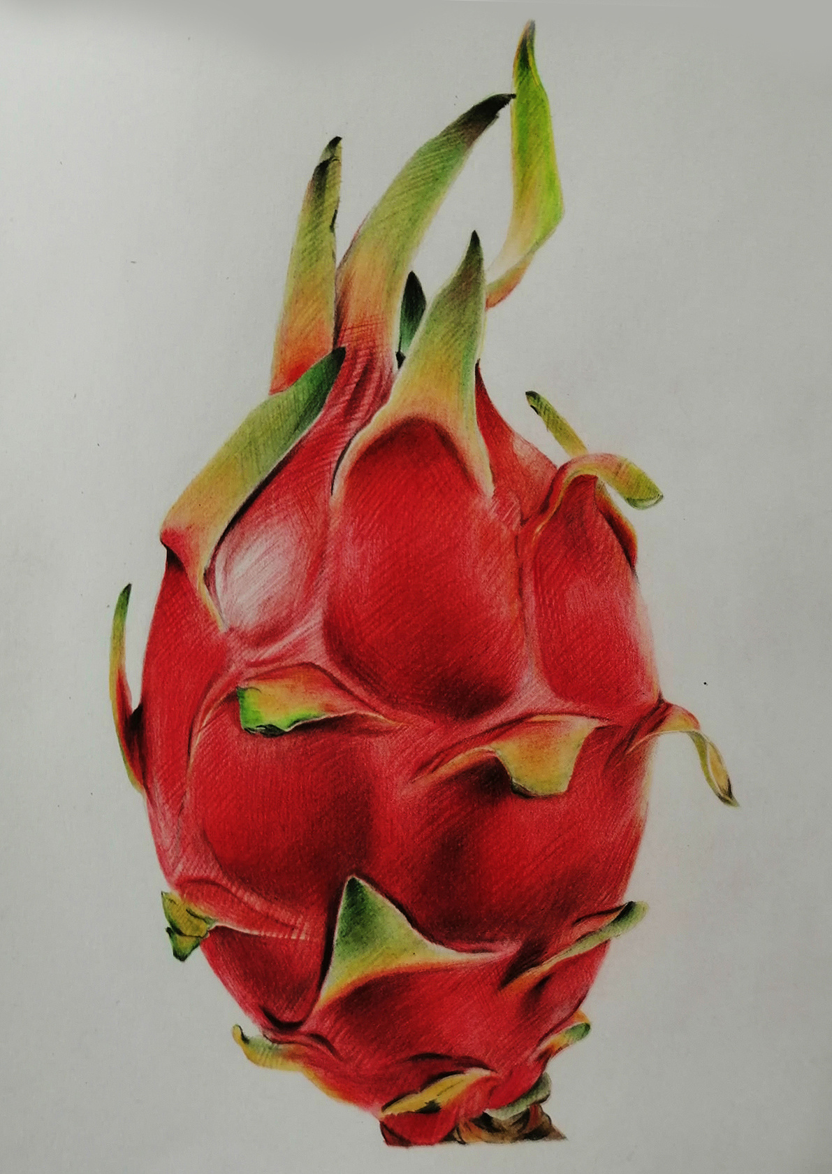 火龙果|纯艺术|绘画|刺青熊猫 - 原创作品 - 站酷 (zcool)