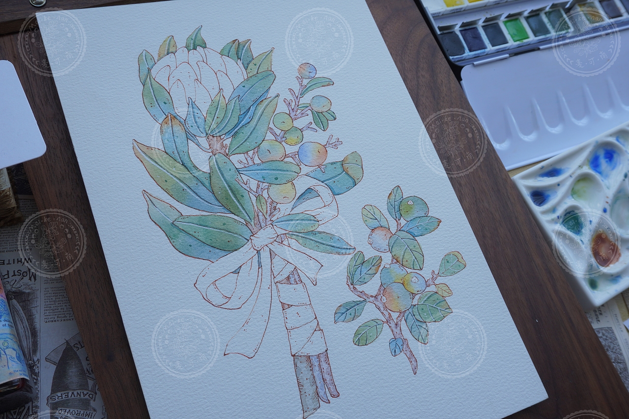 钢笔淡彩——南非帝王花商稿!