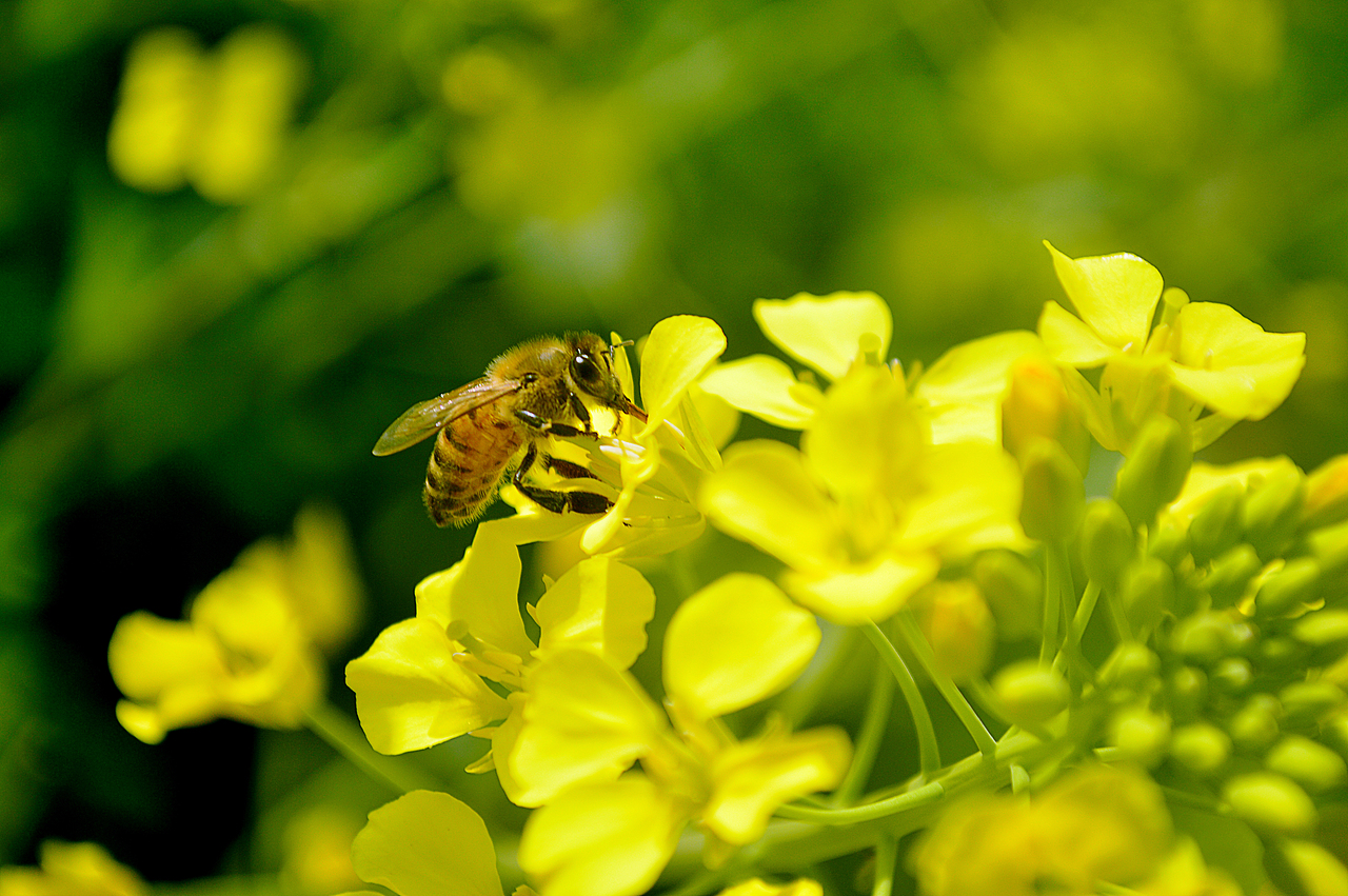 油菜花的季节+1