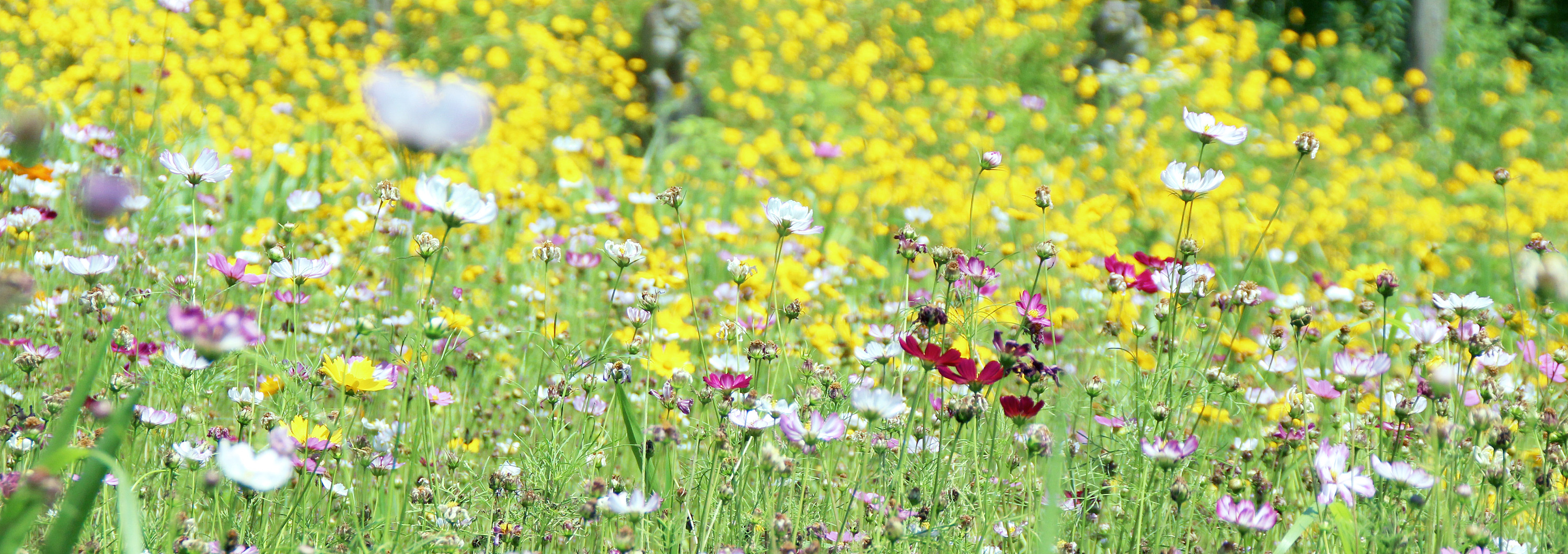 青駱的個人主頁（封面預(yù)覽） - 主頁封面設(shè)置 - 站酷設(shè)計師青駱原創(chuàng)素材 - 站酷ZCOOL