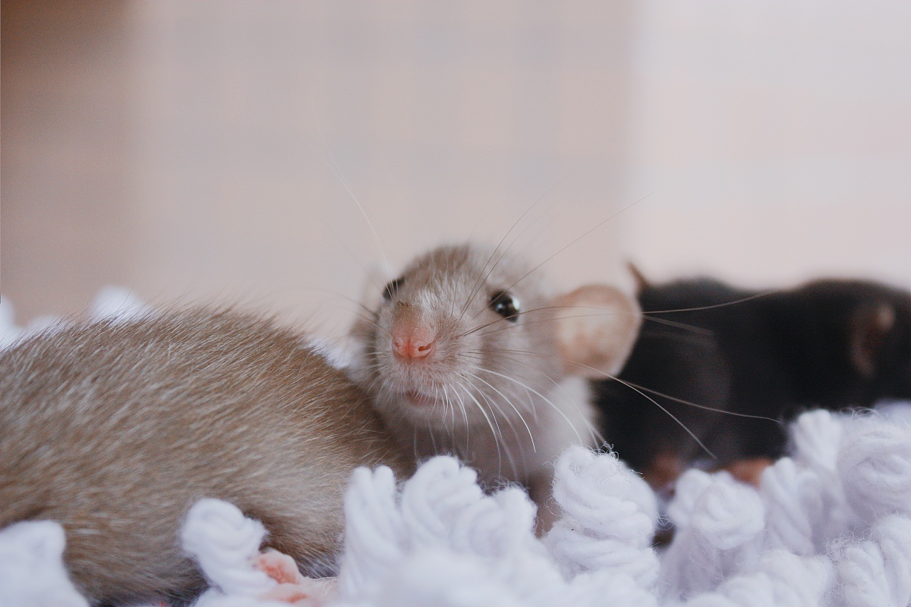 花枝鼠-摄影|摄影|宠物摄影|gt桃子 - 原创作品 - 站酷 (zcool)