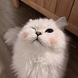 皮呀的头像