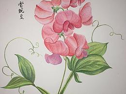 花卉（五）