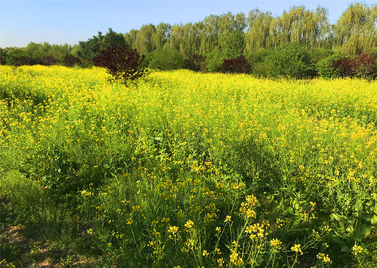 刘勇良手机纪实摄影:菜花香蜜蜂忙