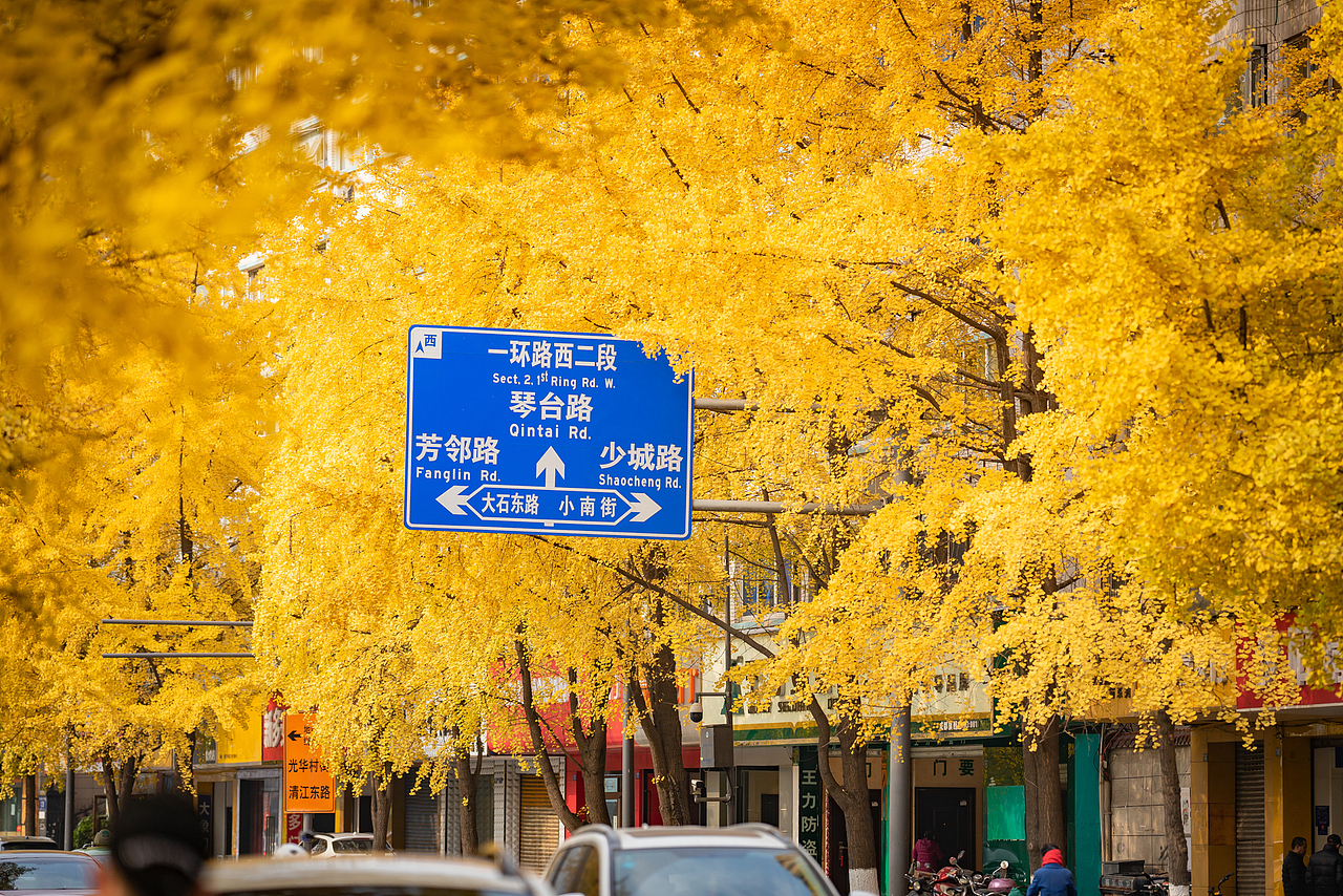 美丽的河边银杏，锦里中路（图ZMjM1NzgyNjk2） - 人像摄影 - 站酷设计师迪克高原创素材 - 站酷ZCOOL