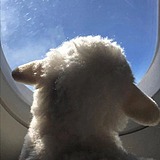 鱼鱼鱼大爷的头像