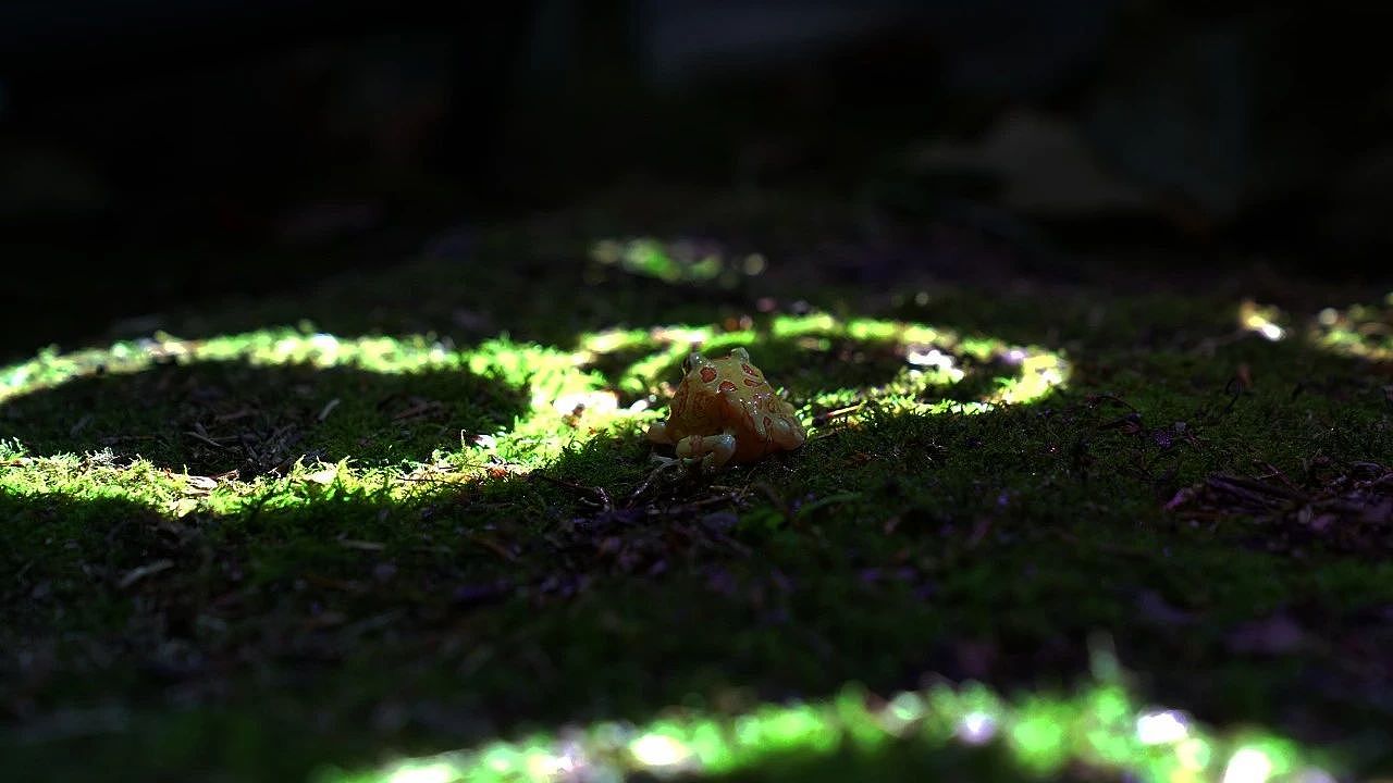 在大树边休憩的树蛙
<br>似乎被光精灵施了魔法<br><br>斑斓的光从身体里透出来