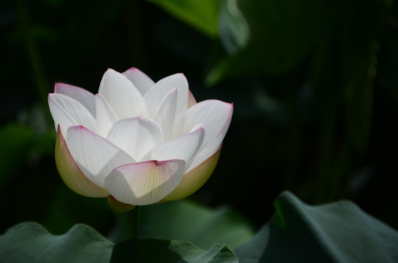 绽放—为荷摄影