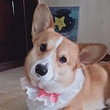 起司爸比的头像