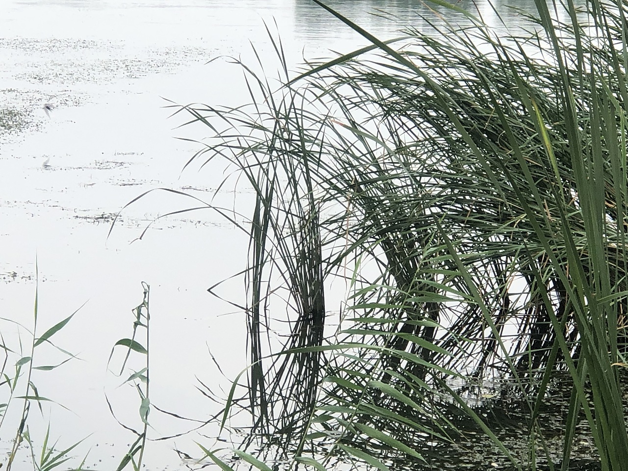 2021高邮湖芦苇荡湿地公园-旅游攻略-门票-地址-问答-游记点评，高邮旅游旅游景点推荐-去哪儿攻略