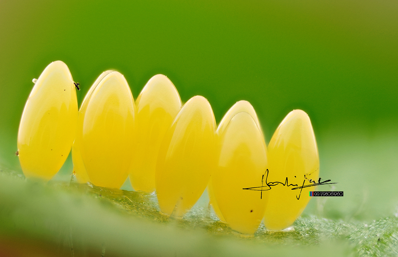 瓜哥微距-----杂拍系列_瓜哥微距摄影-站酷zcool