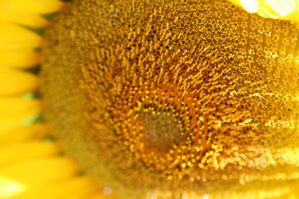 向日葵（图ZMTExMjUyOTY=） - 产品摄影 - 站酷设计师行走的音符原创素材 - 站酷ZCOOL