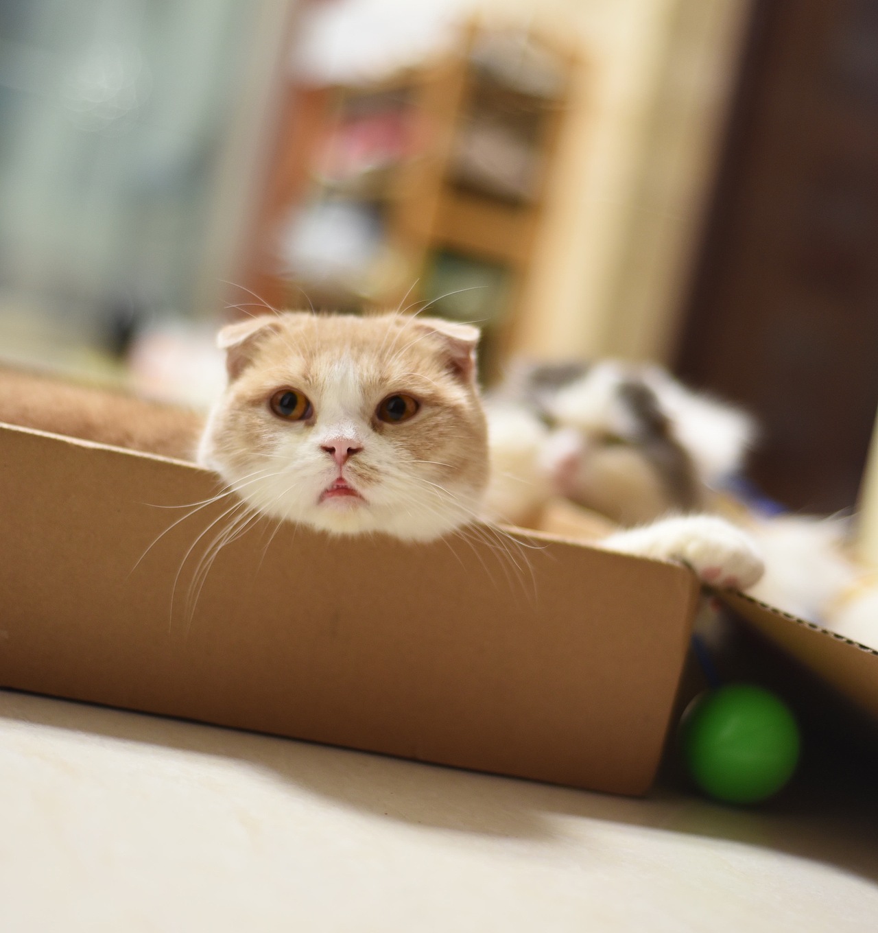 宝宝们（图ZNDY5NzQyMDg=） - 宠物摄影 - 站酷设计师素直子桑原创素材 - 站酷ZCOOL