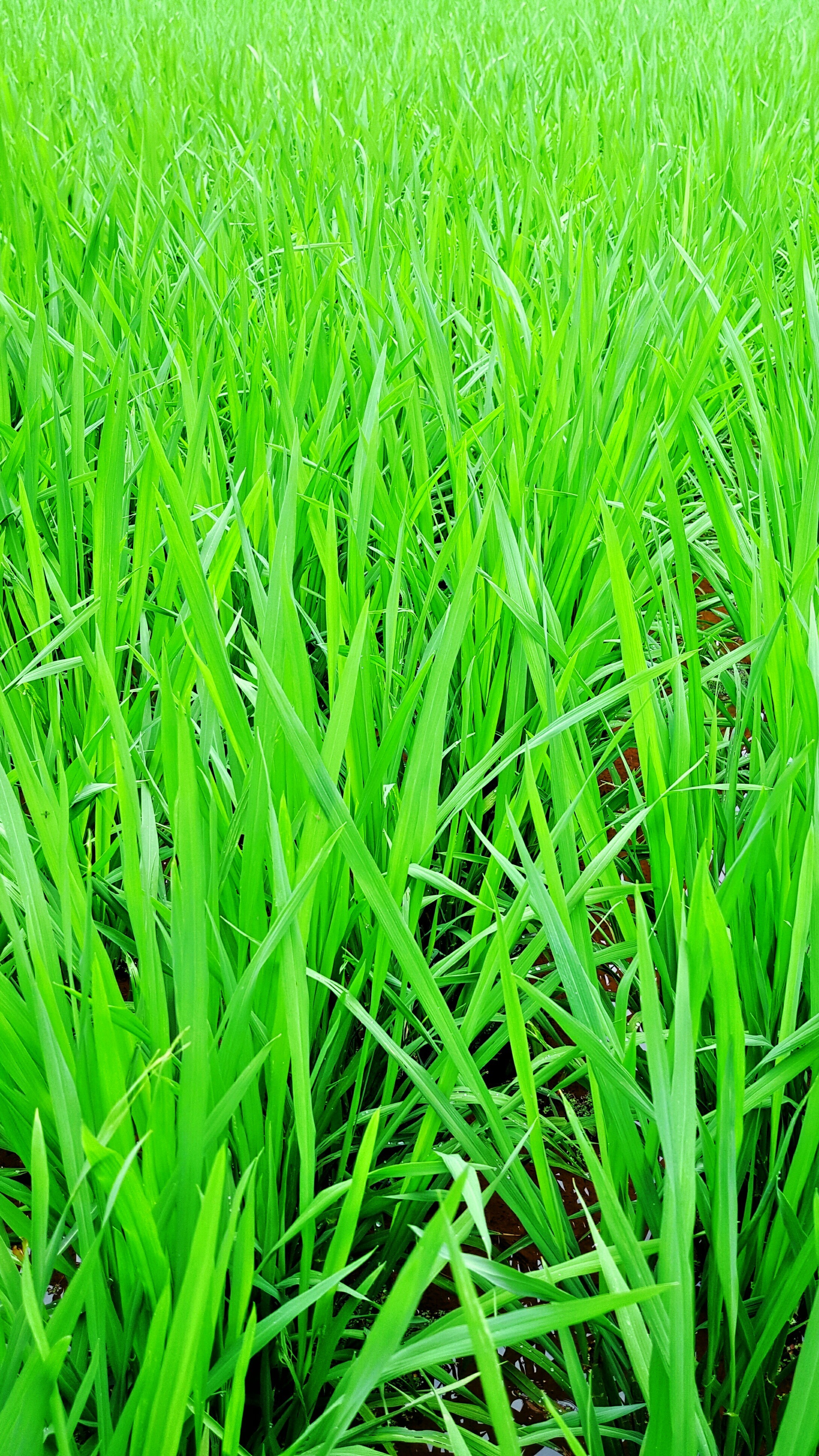 【手机摄影】春夏1920x1080手机壁纸分享