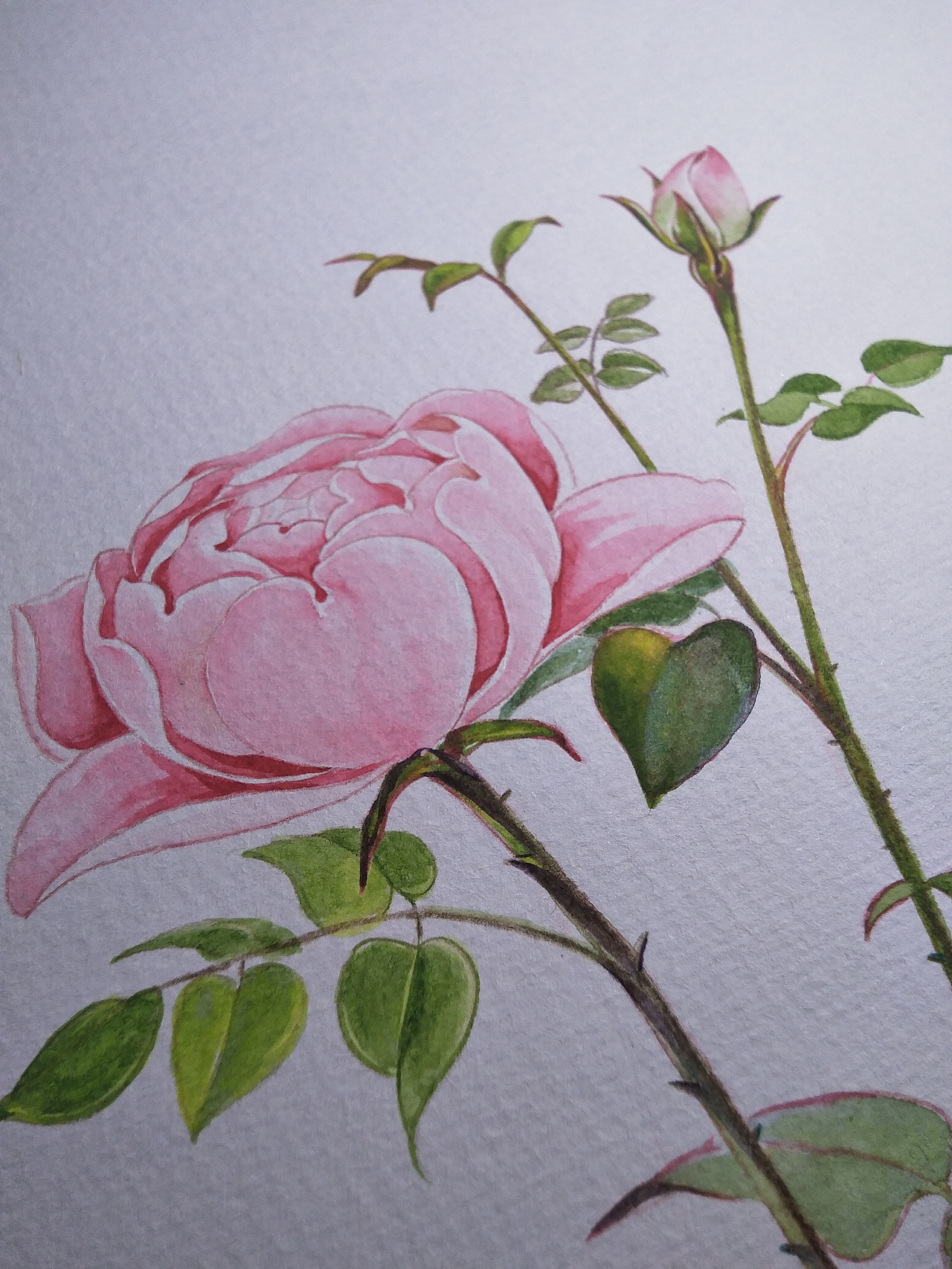 二十四节气花卉插画