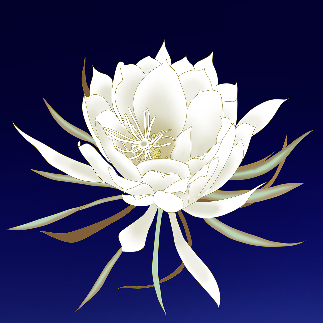 手绘 月下美人 昙花