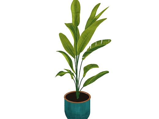 植物插画