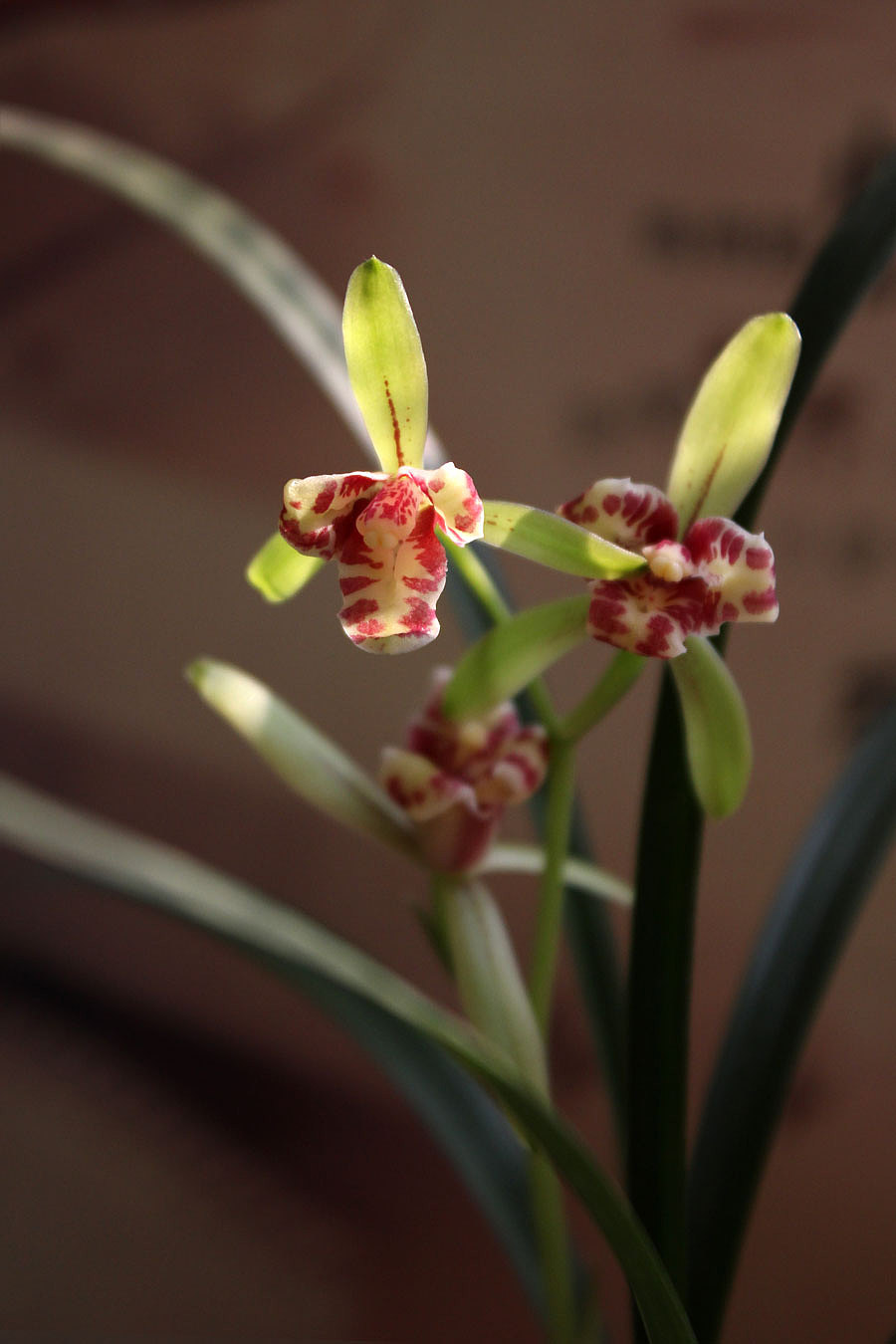 吹吹蝶开香飘远（图ZODA3MzE2OA==） - 风光摄影 - 站酷设计师四方维度原创素材 - 站酷ZCOOL