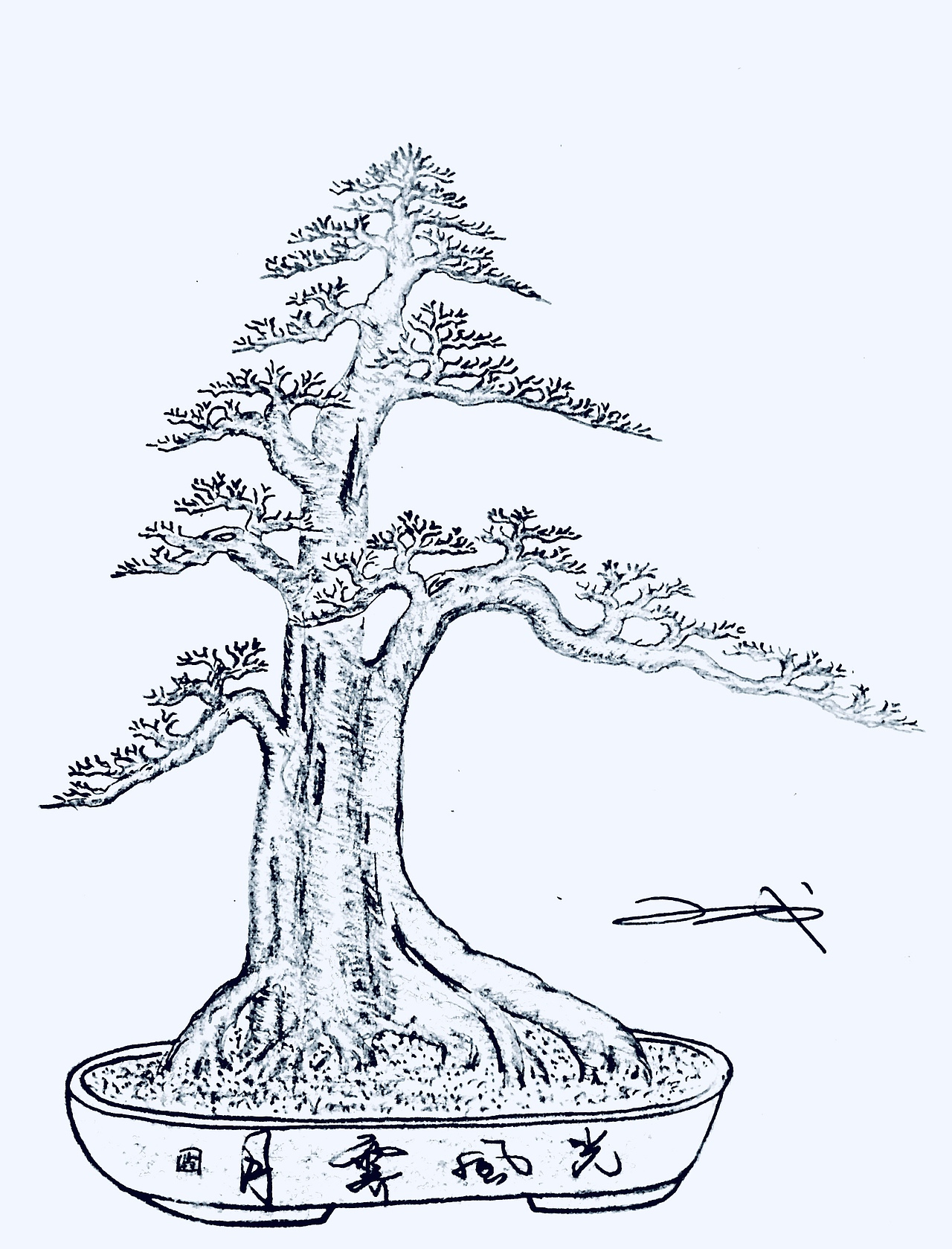 一棵对节白蜡盆景的设计效果图