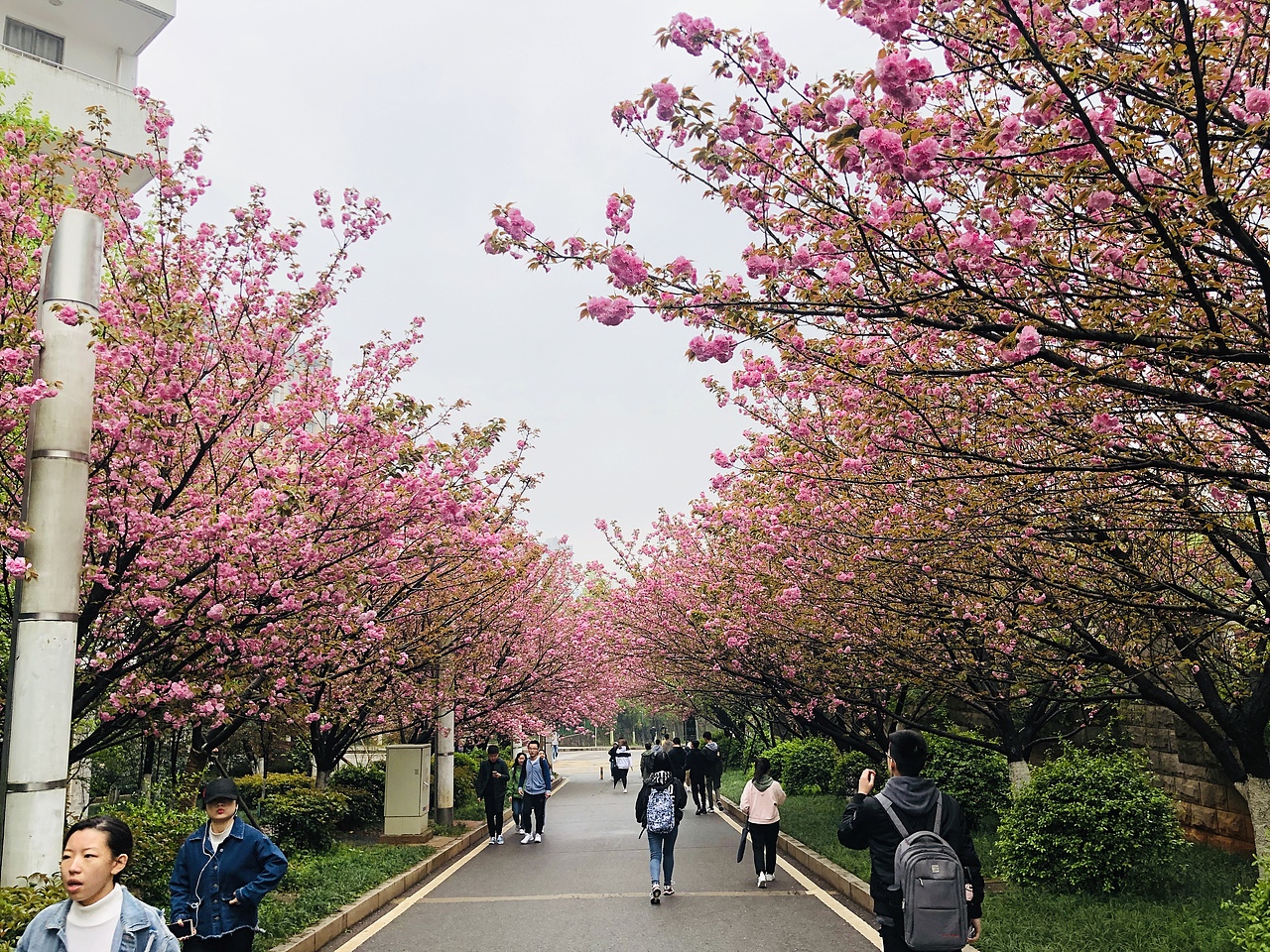 中南林科大樱花开了