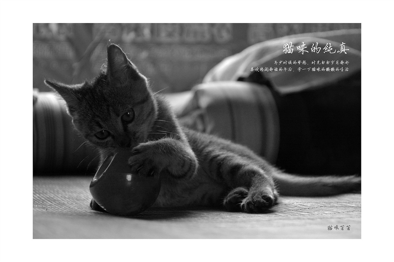 猫咪（图ZNTUwMTc4Njg=） - 宠物摄影 - 站酷设计师文馨妨原创素材 - 站酷ZCOOL