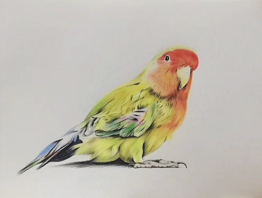 手绘 彩钻 鹦鹉