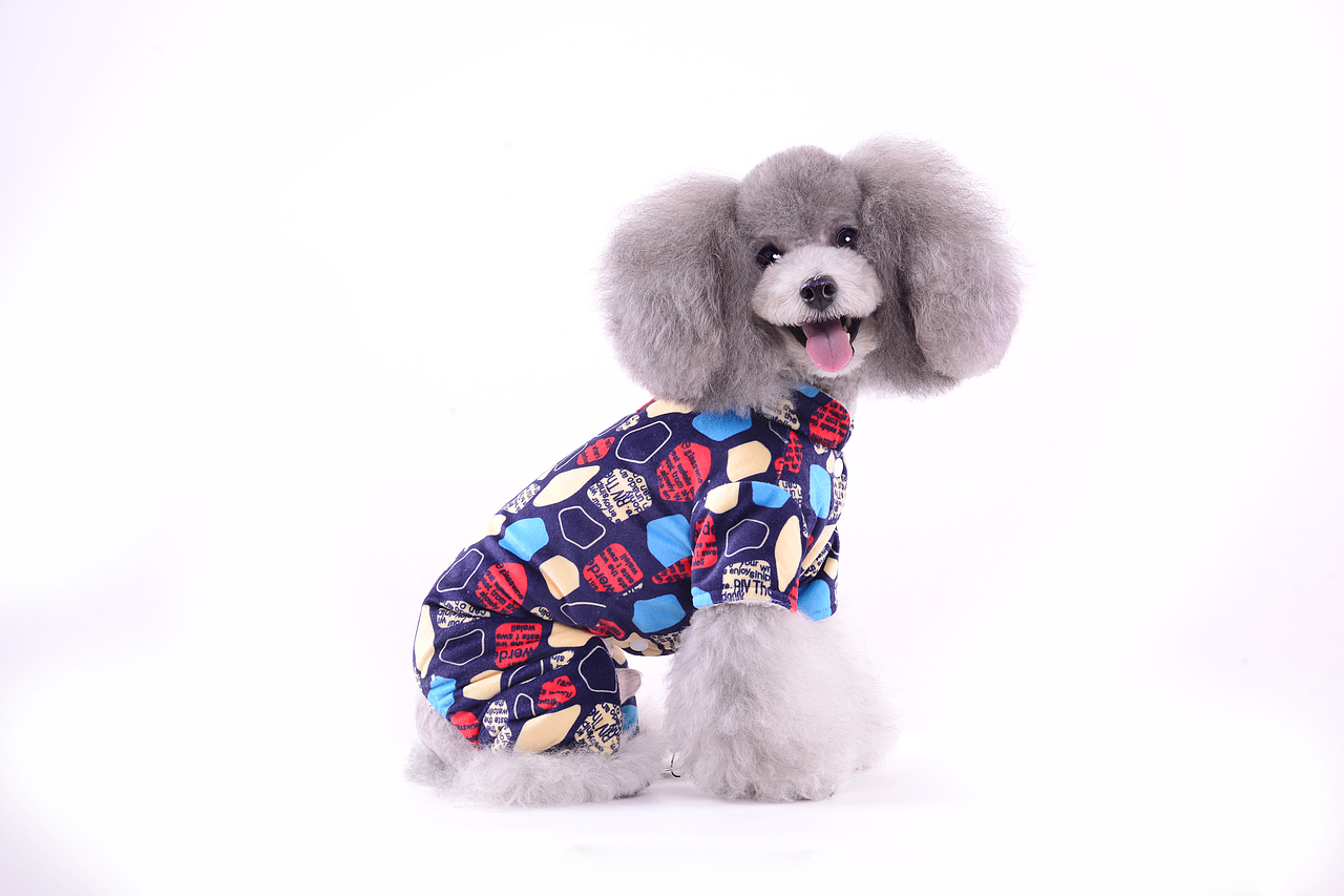 深圳宠物摄影-宠物服装拍摄