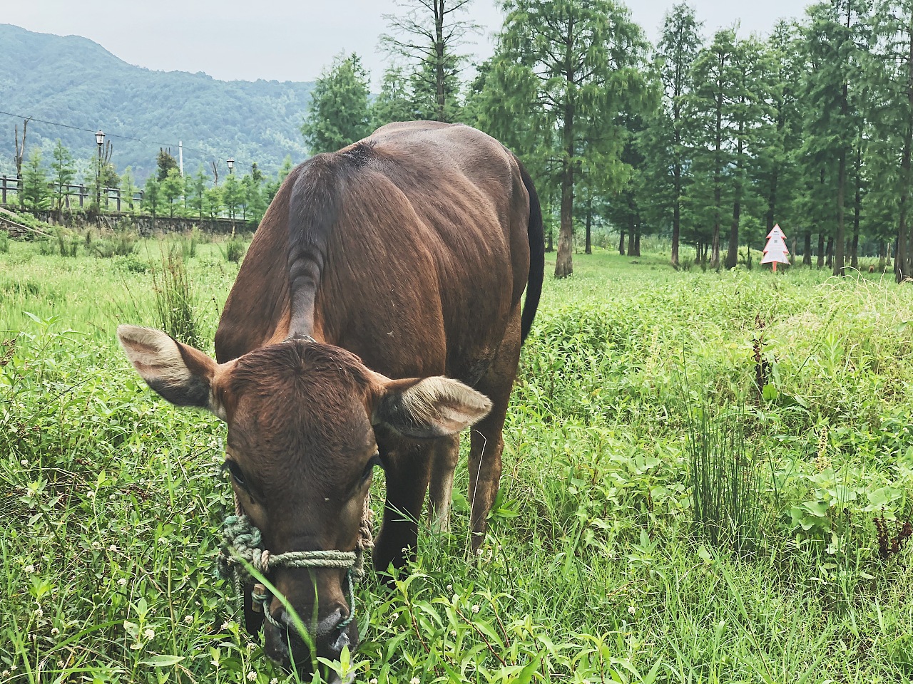 草地里放养的牛照片高清摄影大图-千库网