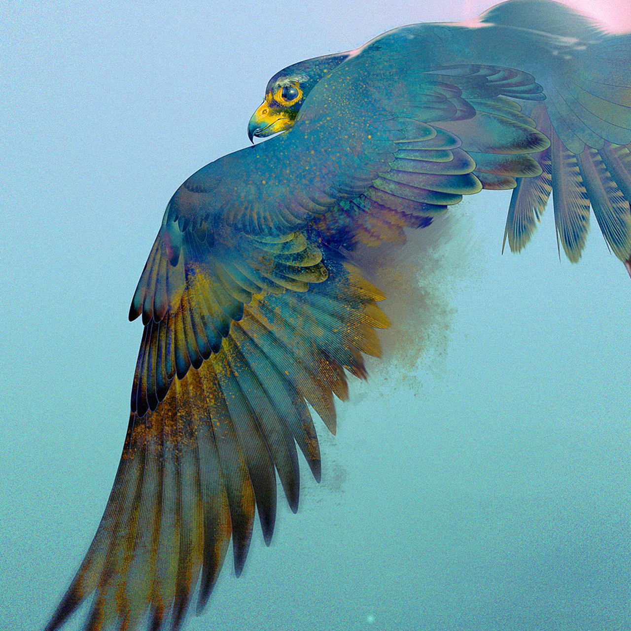 「鸟绘习作」 之二