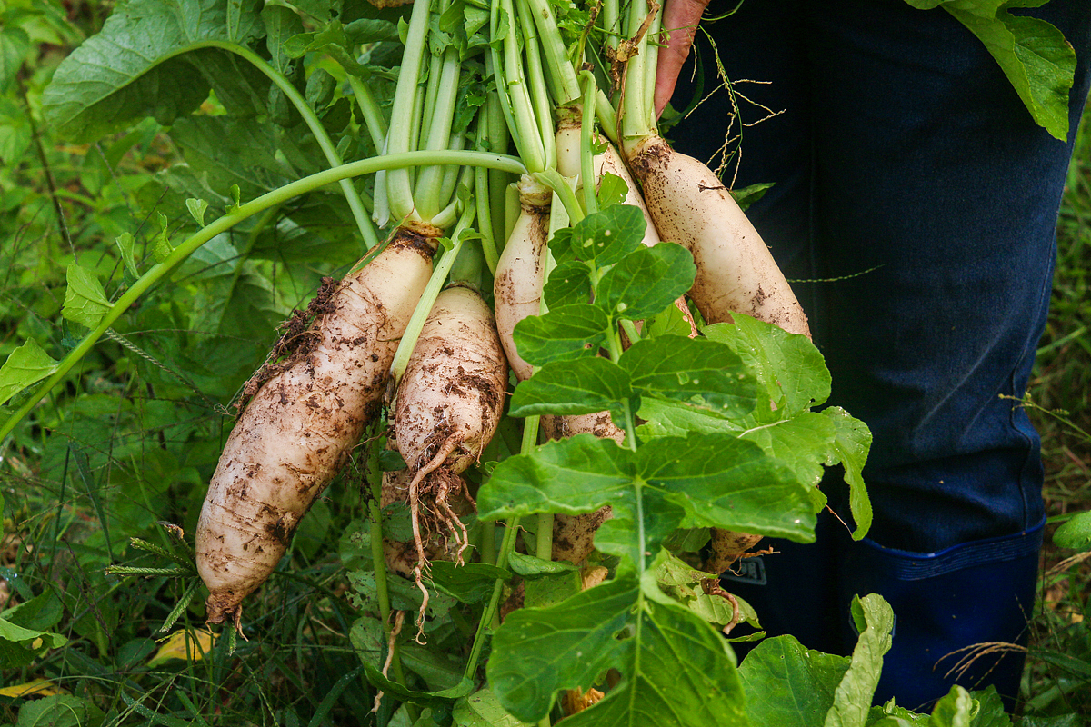 阳先森萝卜干制作（图ZNjI3NjM4NjQ=） - 产品摄影 - 站酷设计师阳先森原创素材 - 站酷ZCOOL