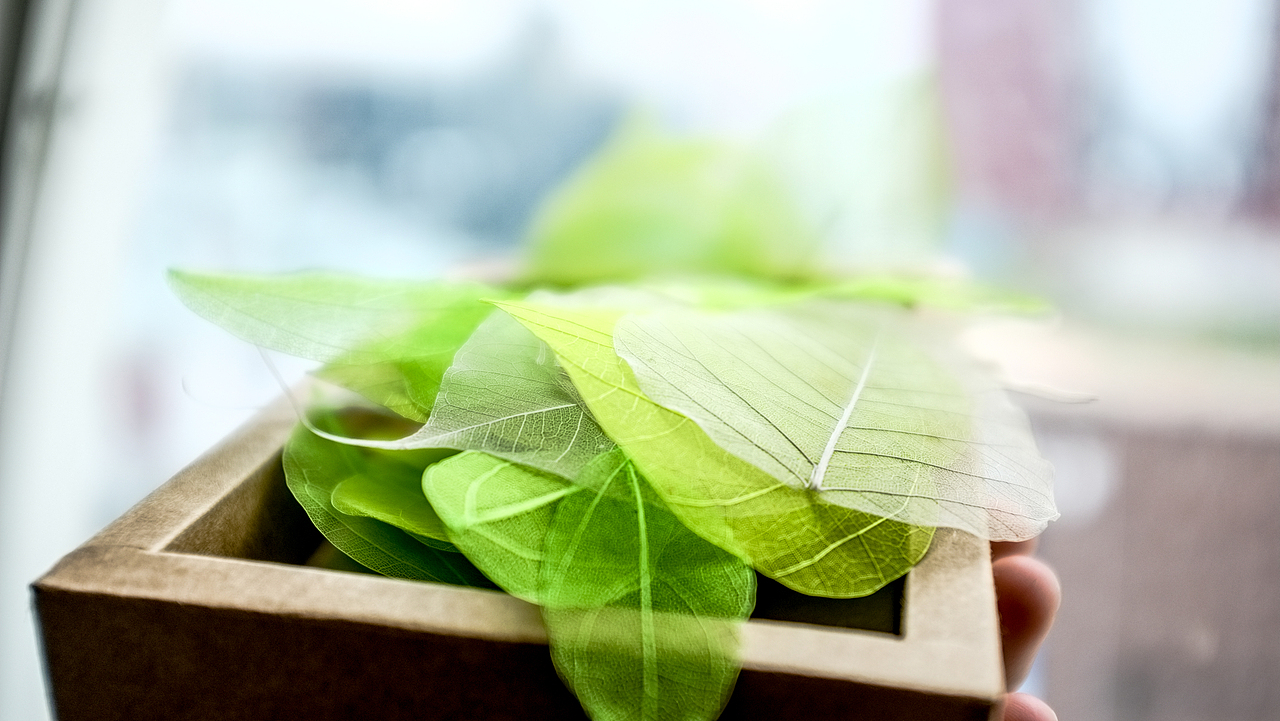 《叶碎落》TOM逐梦香格里拉——小叶子（图ZMTE4MDMzMjg=） - 产品摄影 - 站酷设计师MrKoki原创素材 - 站酷ZCOOL