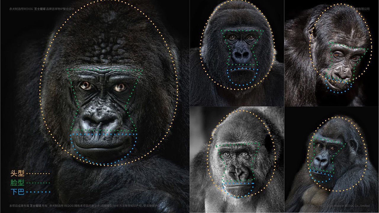经过赤犬团队不断的整理和归纳发现了猩猩独特的五官形态，这里注意一点是有不少动漫插画在表达猩猩形态的时候是容易表达成“猴子”；猩猩形象头型整体比较饱满，呈现出上窄下宽的鸡蛋形🥚，脸部则呈现出梯形/嘴巴呈现出半圆；