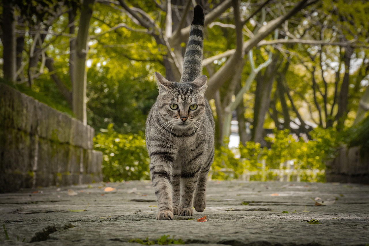 金吉拉AMYWORKS，拍摄于四川成都|摄影|动物|AMYWORKS赛猫摄影 - 原创作品 - 站酷 (ZCOOL)