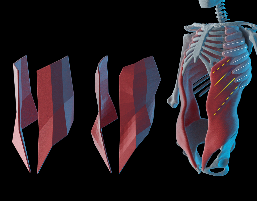 躯干肌肉（图ZMjc2NzY0NTg4） - 人物/生物 - 站酷设计师雕塑笔记原创素材 - 站酷ZCOOL