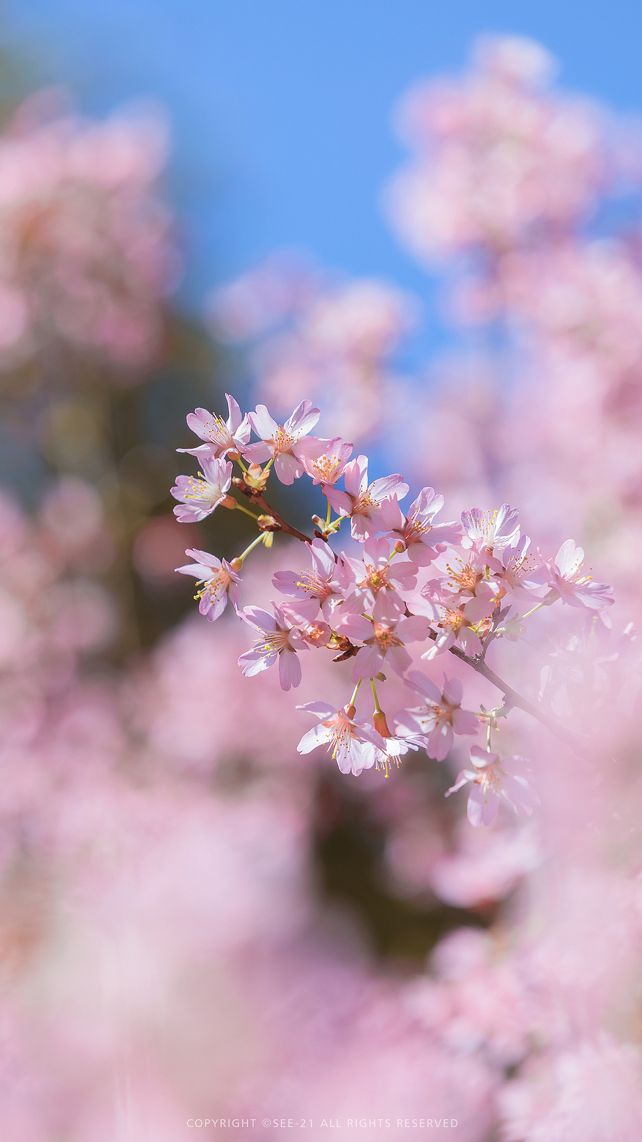 SAKURA 🌸 桜花（图ZMjQ2MDU4MjU2） - 风光摄影 - 站酷设计师See21原创素材 - 站酷ZCOOL