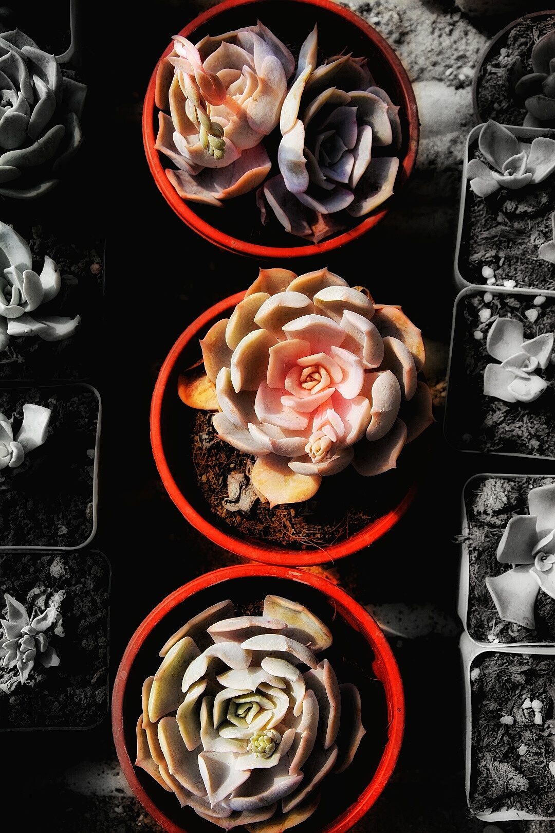 又是一大波多肉袭来