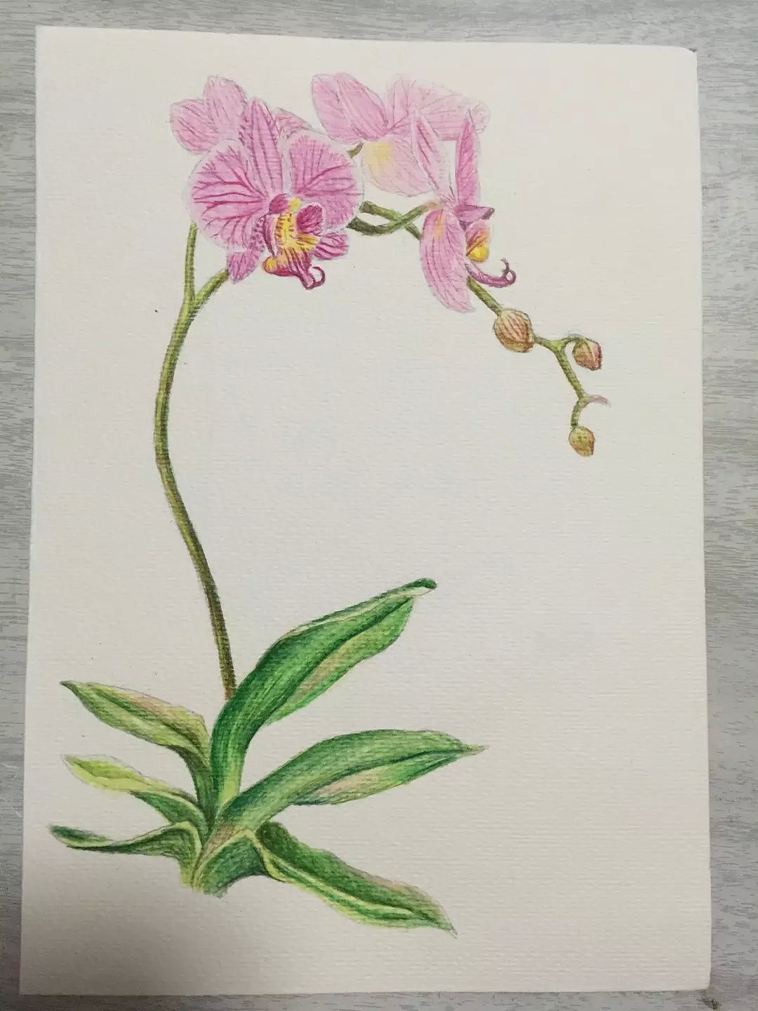 临摹花花草草,开始美好的画画之旅。