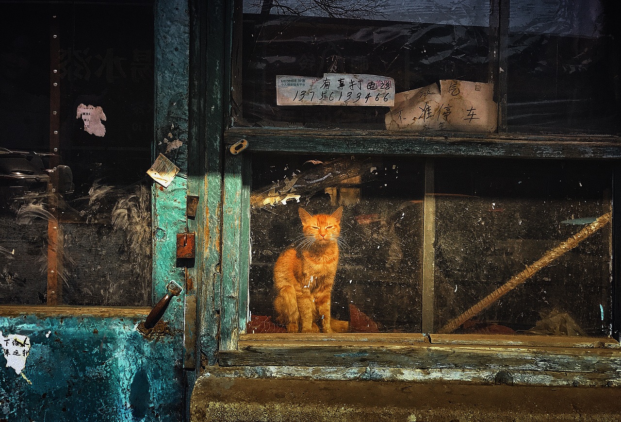 -365DAYWORKS[losseven]（图ZMTAyNjA5Mzgw） - 其他摄影 - 站酷设计师洛柒losseven原创素材 - 站酷ZCOOL