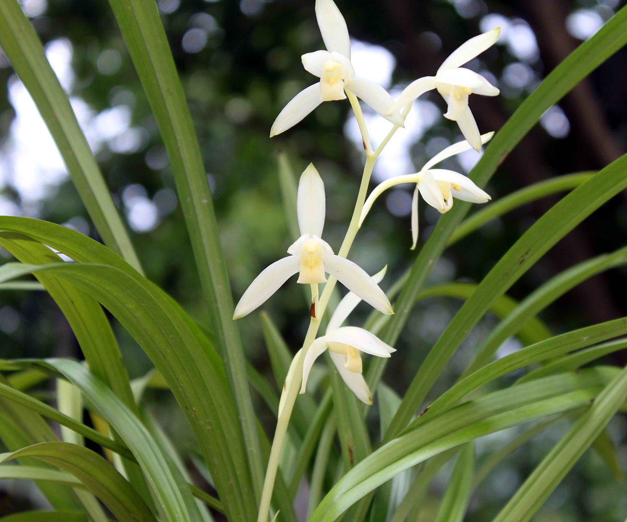 2013中秋建兰——青山玉泉|摄影|产品摄影|junda1988 - 原创作品