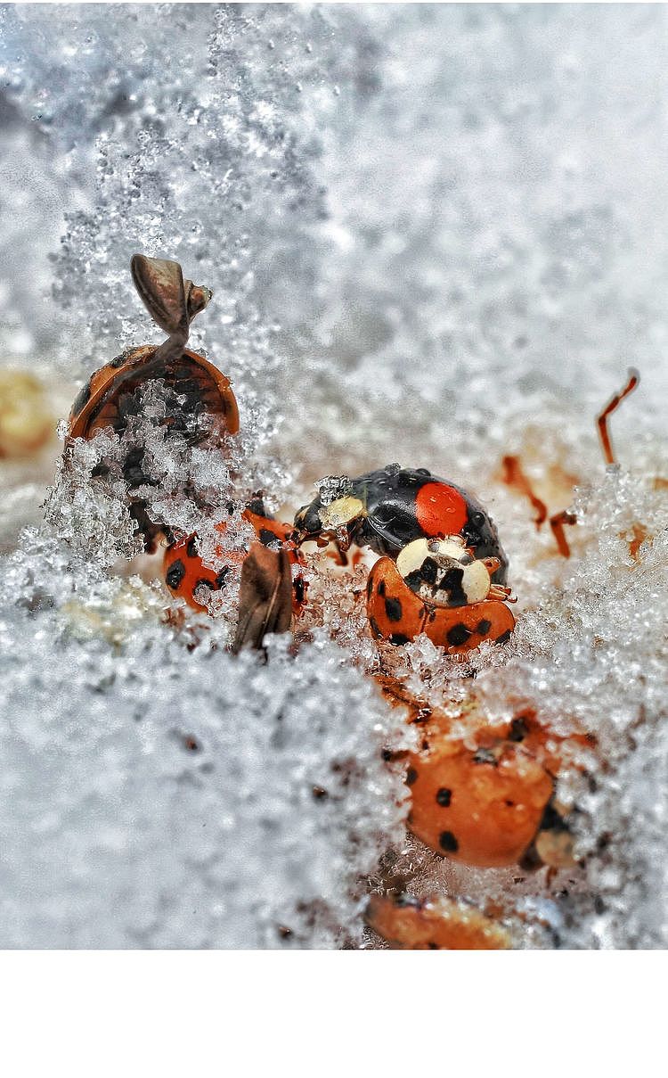 【生态摄影】世界渺小到让你只想溫柔相待