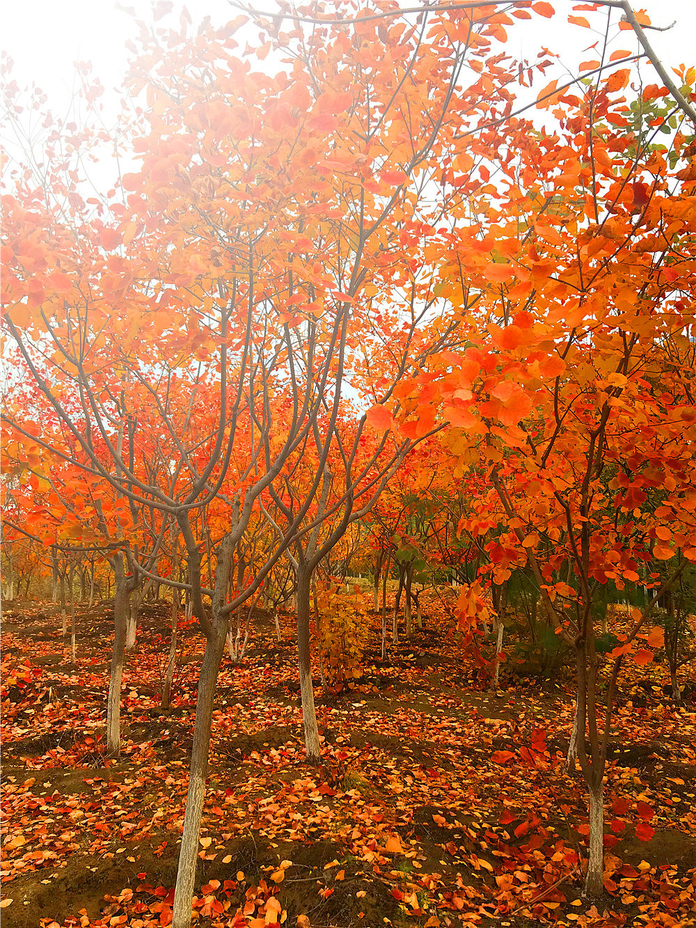 刘勇良手机纪实摄影:落叶归根