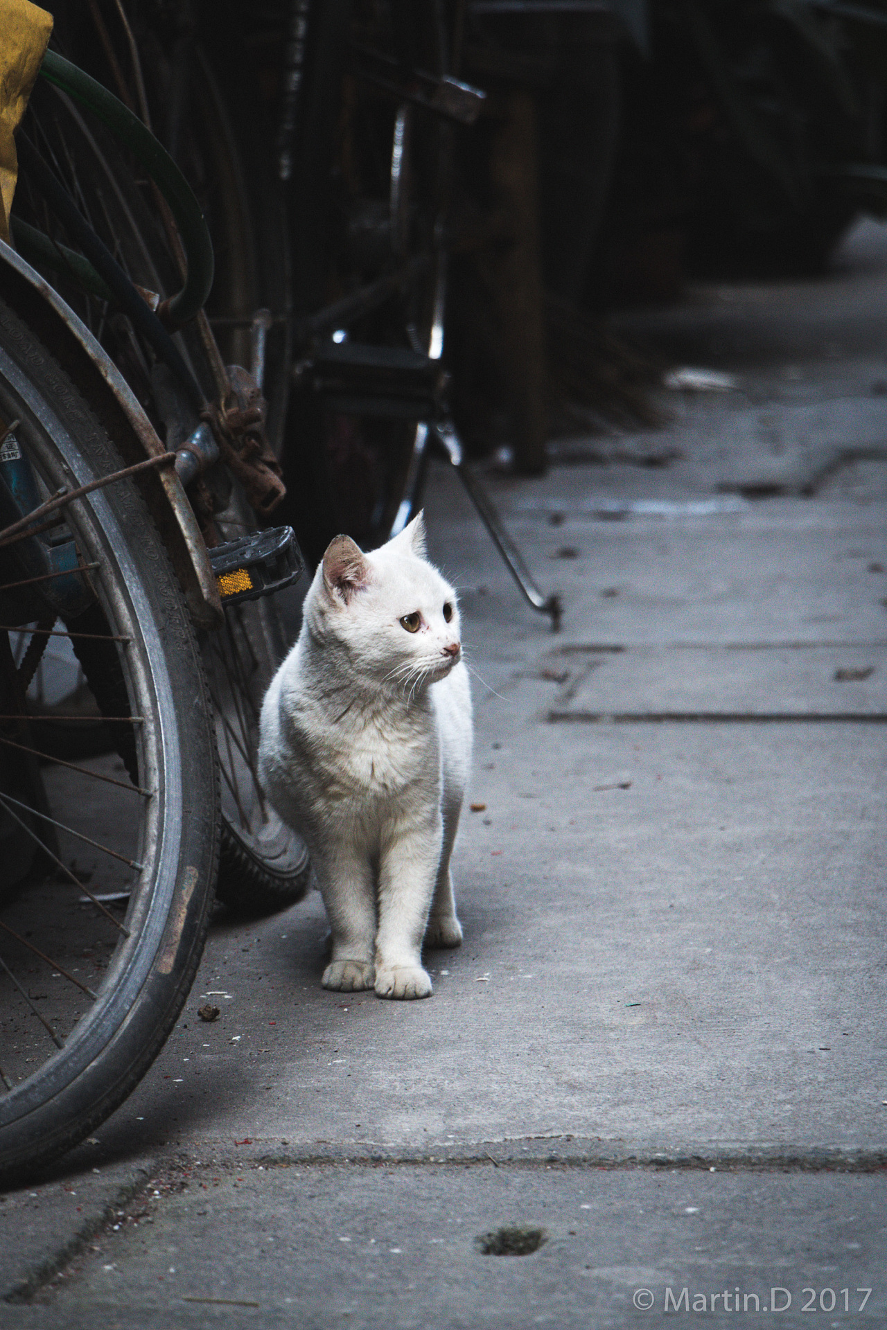 巷子里猫的孤独照片图片