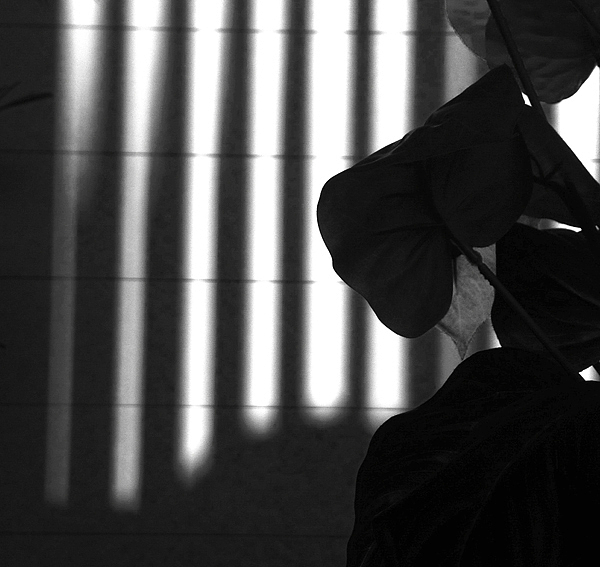 IPONE 4拍的概念作品。优雅的简洁主义，节奏与韵律。www.zajps.com 光与影，虚与实（图ZMjI4MjUxOTI=） - 人文/纪实摄影 - 站酷设计师zajdesign原创素材 - 站酷ZCOOL