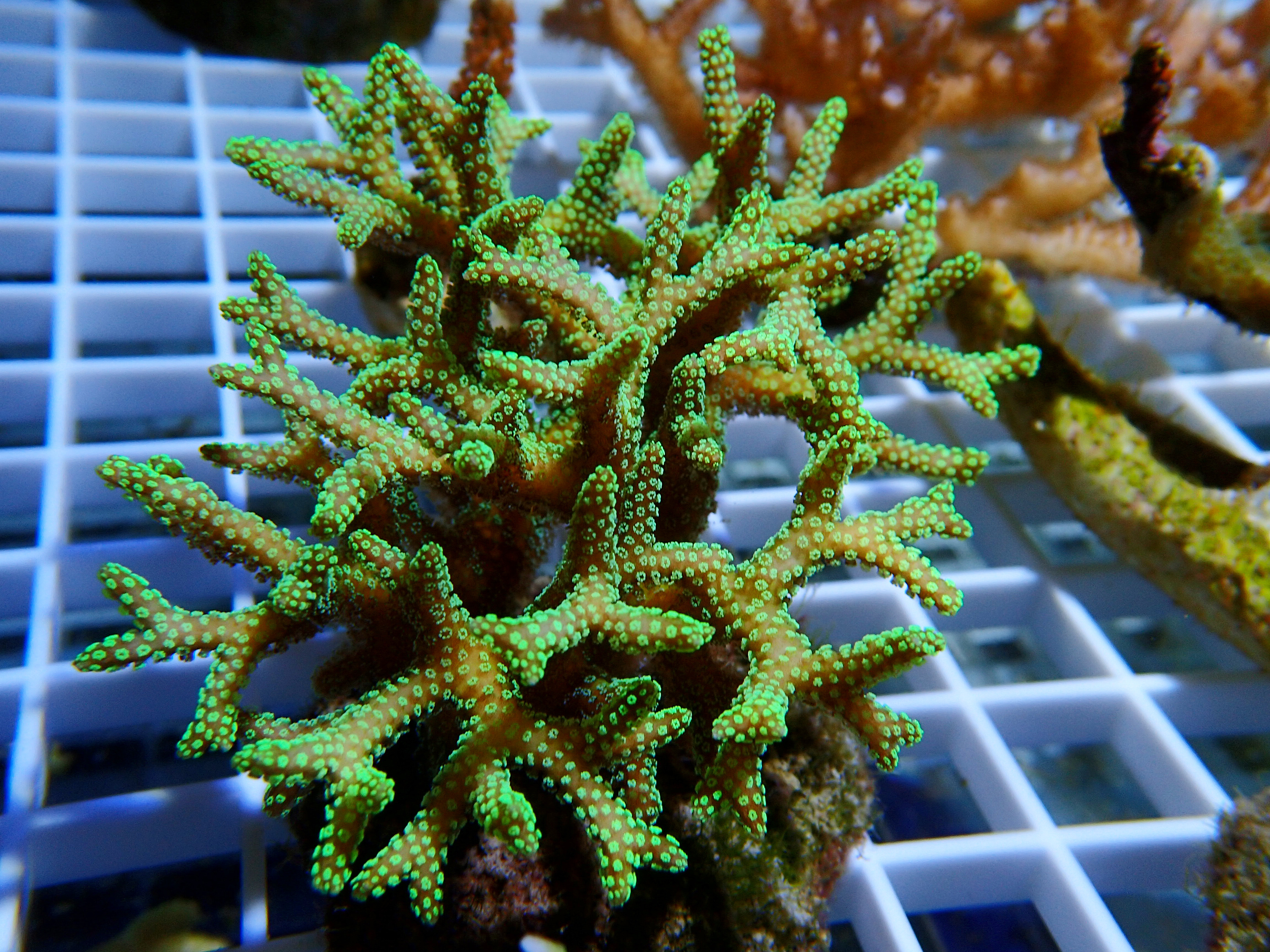 红珊瑚摄影图__海洋生物_生物世界_摄影图库_昵图网nipic.com