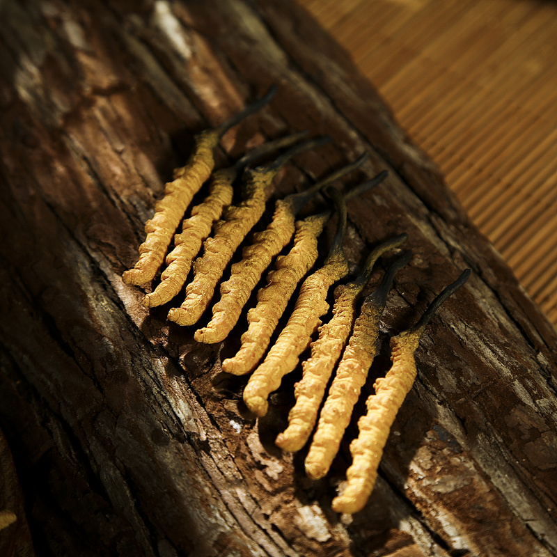 中药材拍摄 冬虫夏草