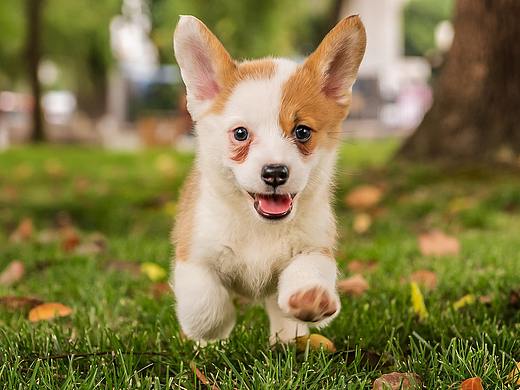 通旺和她的八宝粥，40天了（个人主页-ZMzc0MzA4NjQ=） - 宠物摄影 - 站酷设计师不会拍照的小美工原创素材 - 站酷ZCOOL