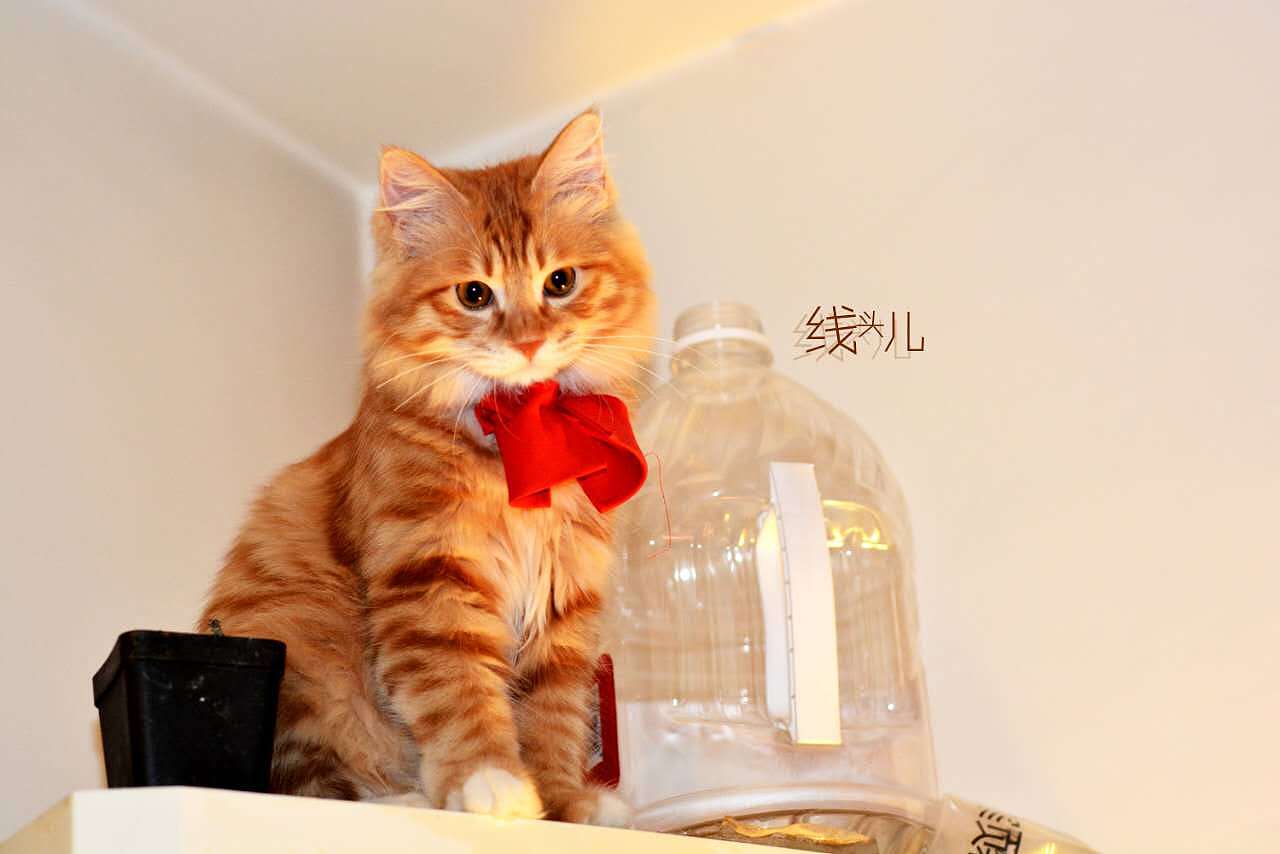 红领结 小线头儿（图ZNzExNzE3MDA=） - 宠物摄影 - 站酷设计师文馨妨原创素材 - 站酷ZCOOL