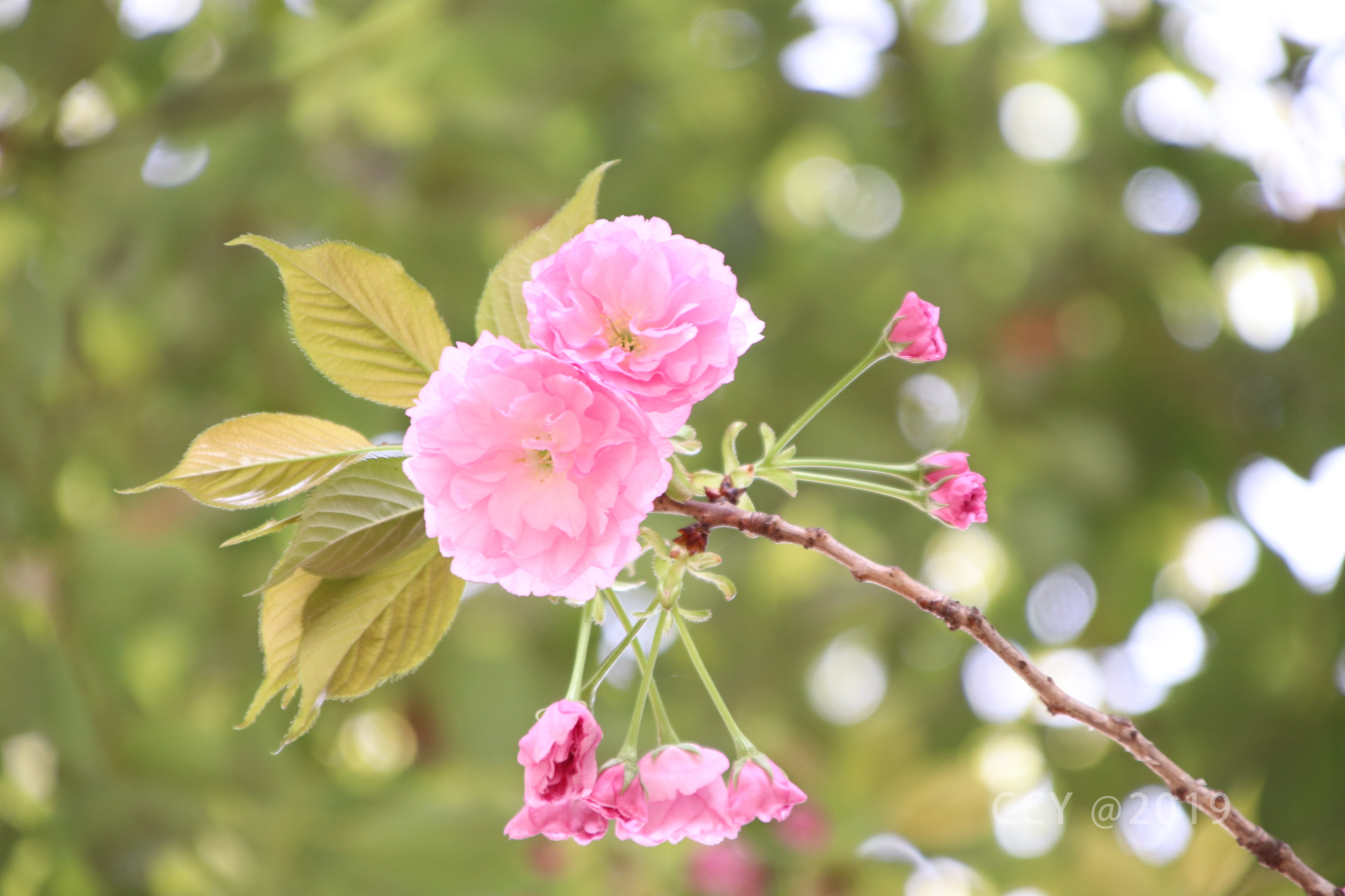 春日暖阳小花开